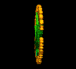 liberterweed.gif (25275 bytes)